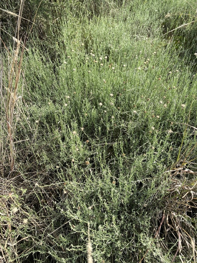 Baccharis darwinii photo 6