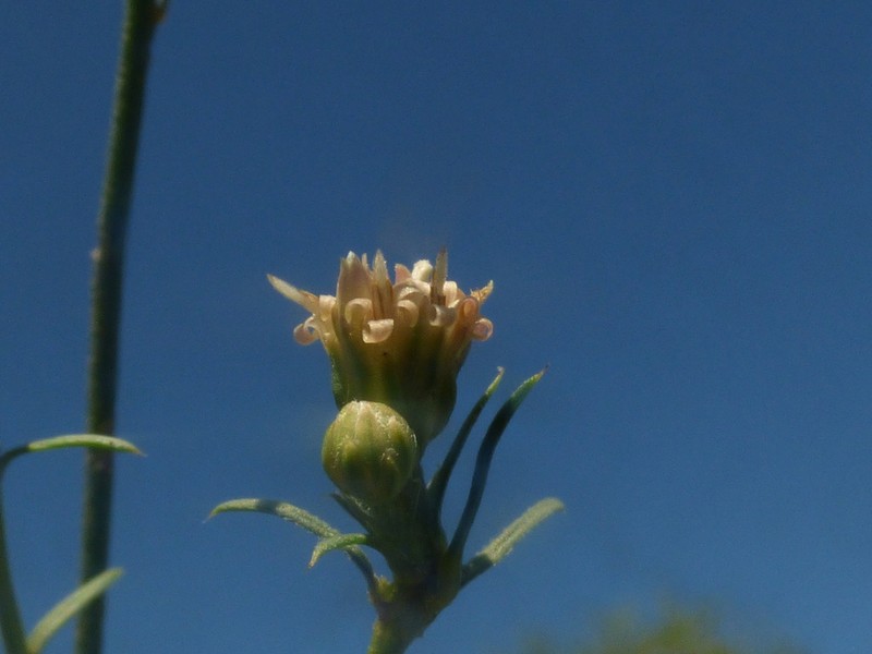 Baccharis darwinii photo 7