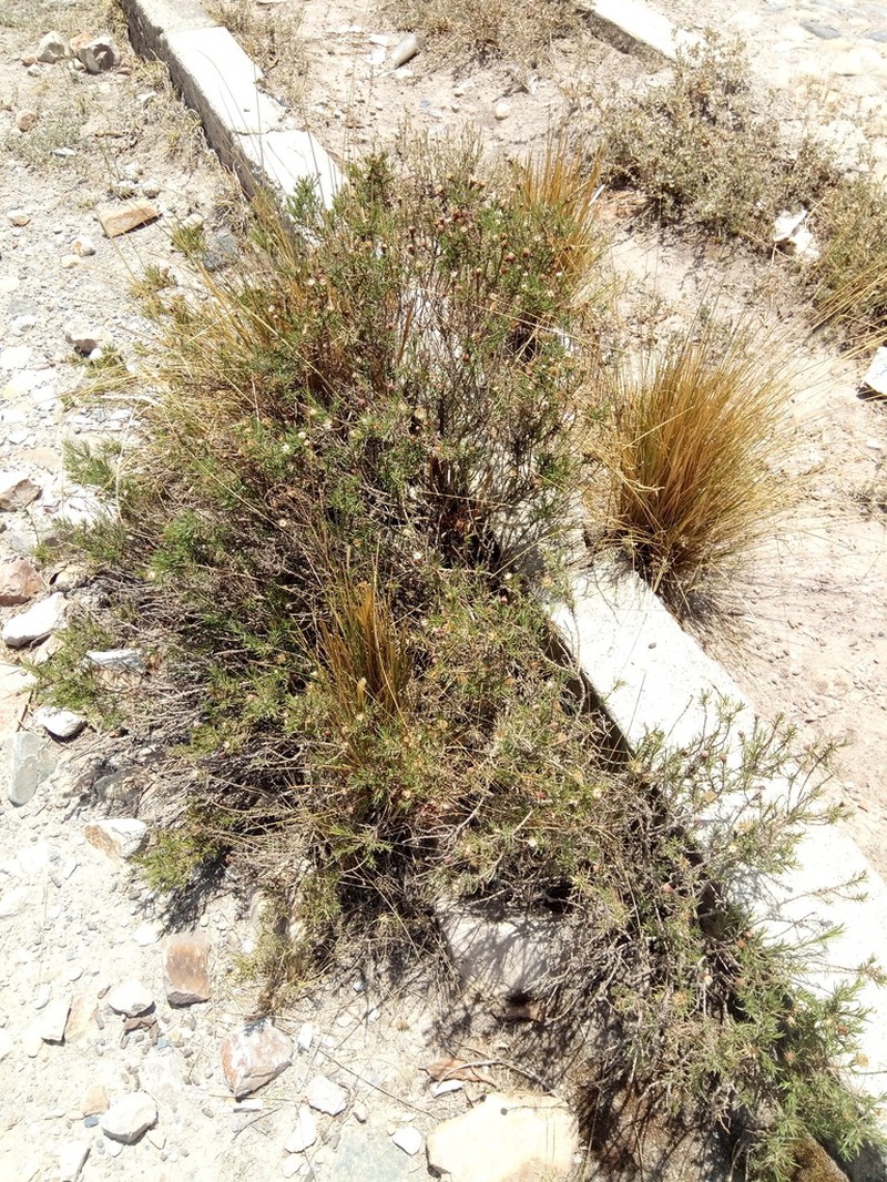 Baccharis darwinii photo 8