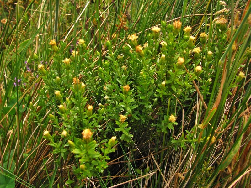 Baccharis deblei photo 2