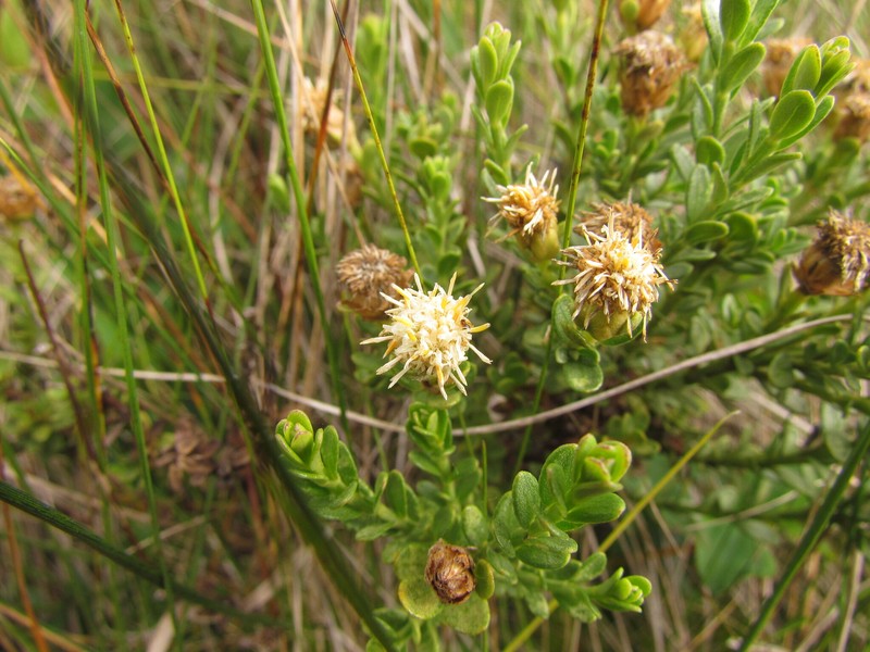 Baccharis deblei photo 3