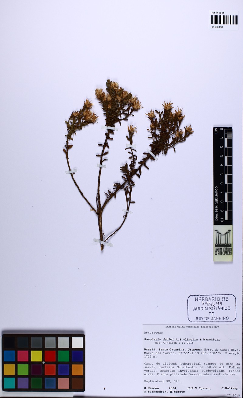 Baccharis deblei photo 5