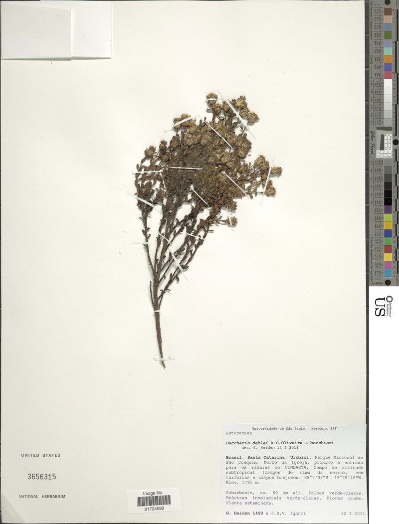Baccharis deblei photo 6