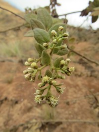 Baccharis decussata