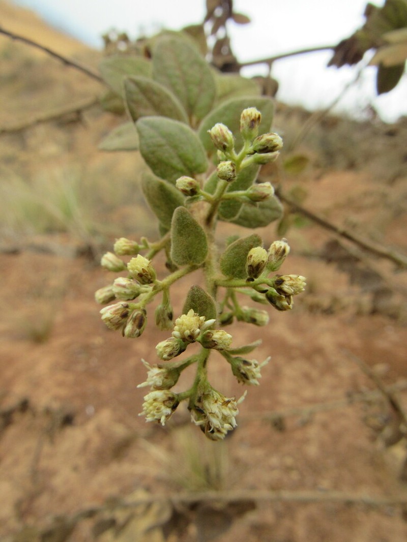 Baccharis decussata