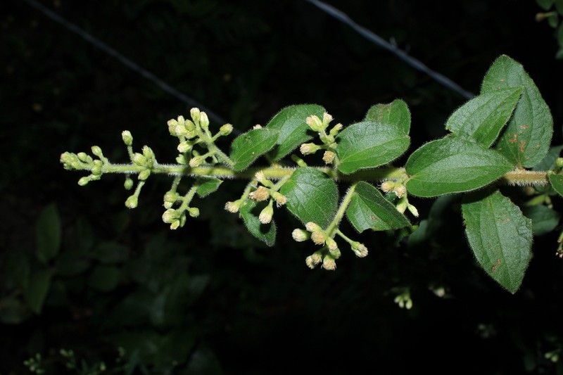 Baccharis decussata photo 2