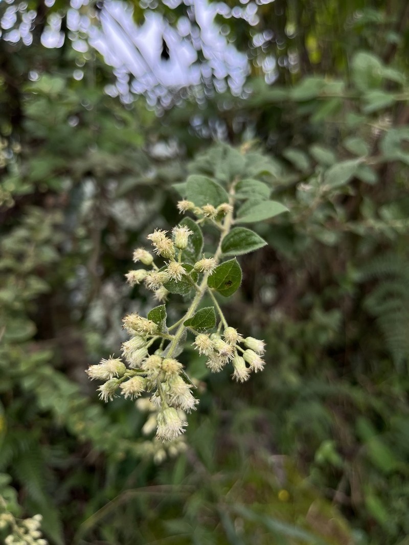 Baccharis decussata photo 3