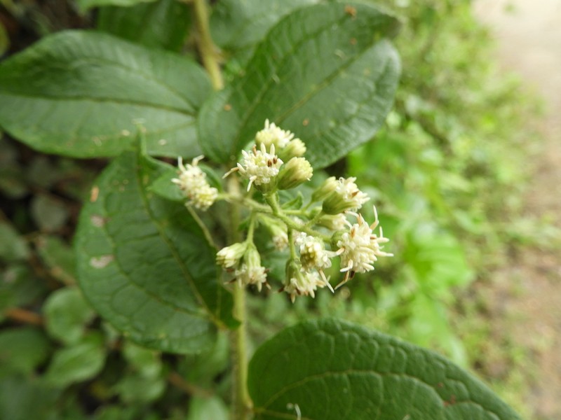 Baccharis decussata photo 4