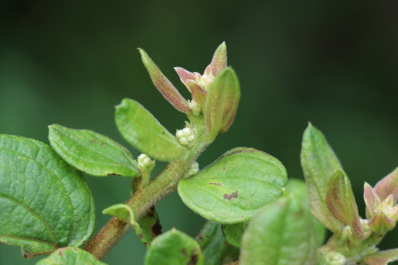 Baccharis decussata photo 5