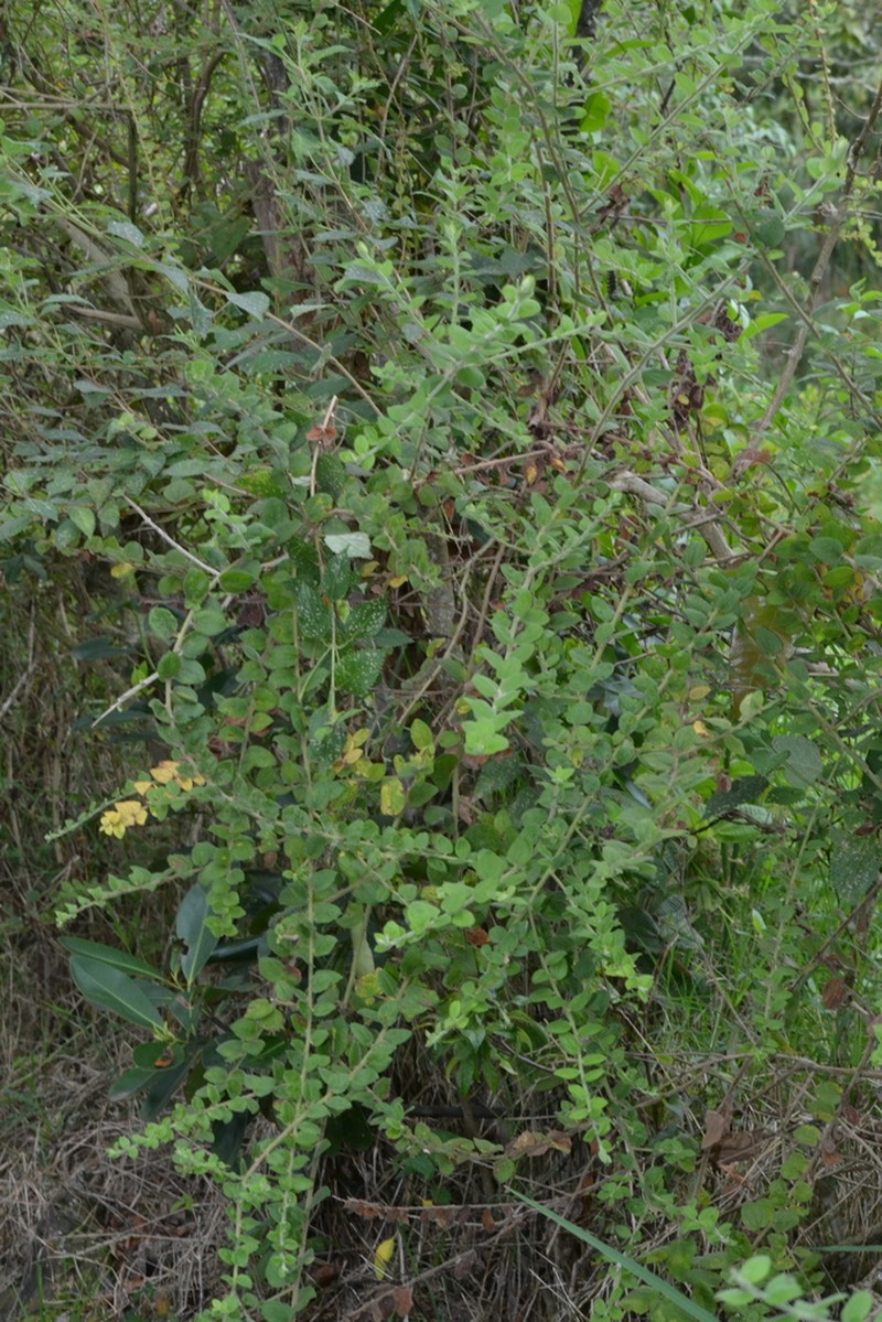 Baccharis decussata photo 6