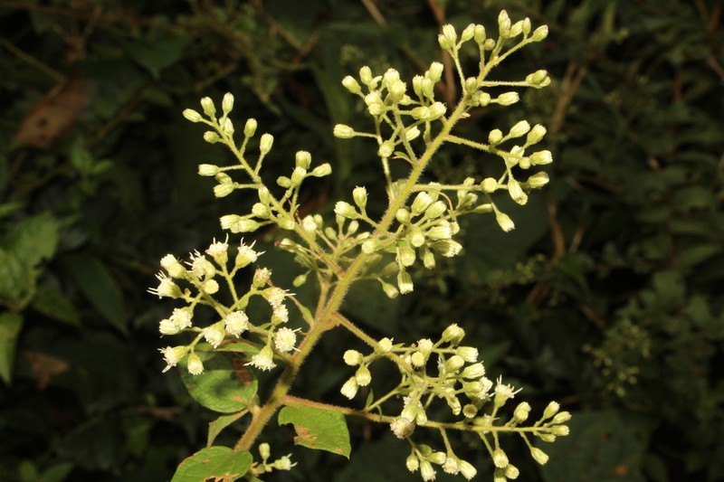Baccharis decussata photo 7