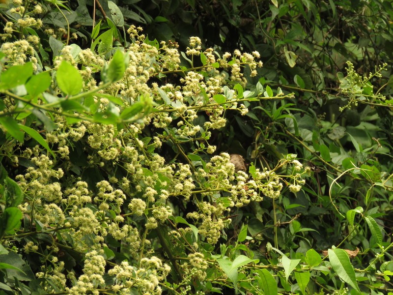 Baccharis decussata photo 8