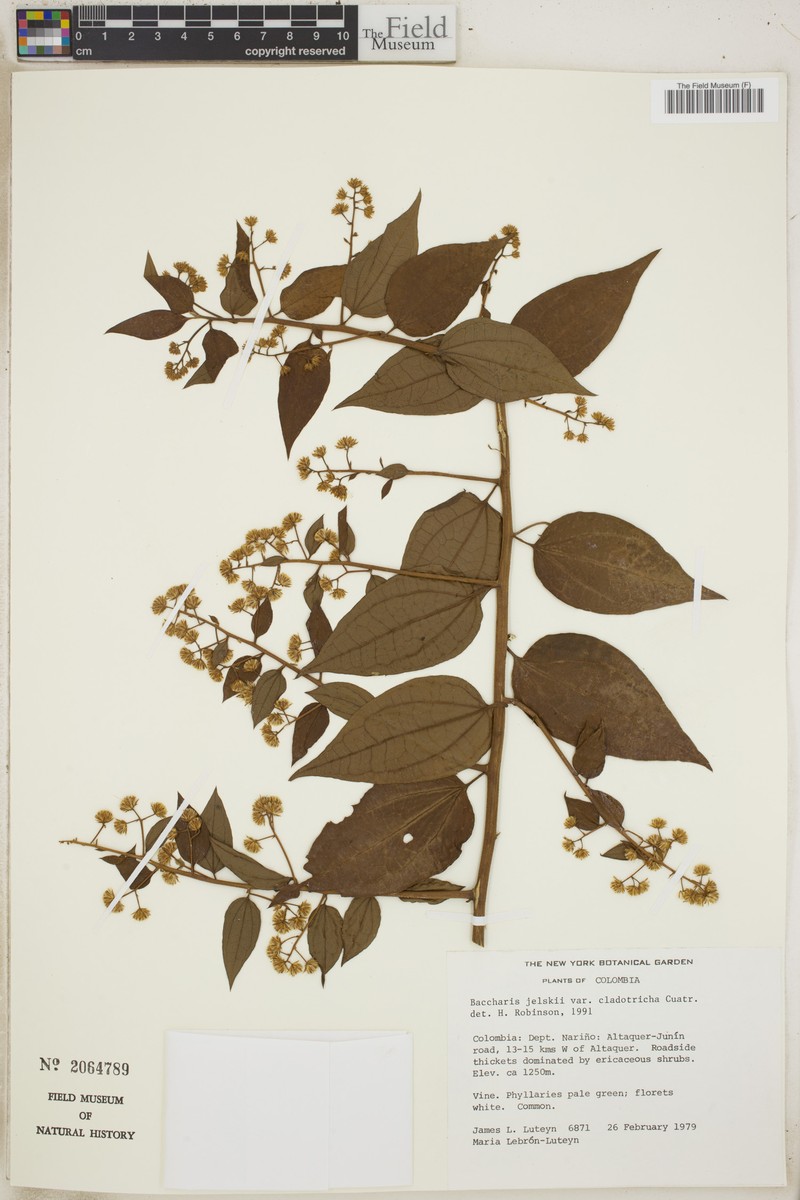 Baccharis decussata subsp. decussata