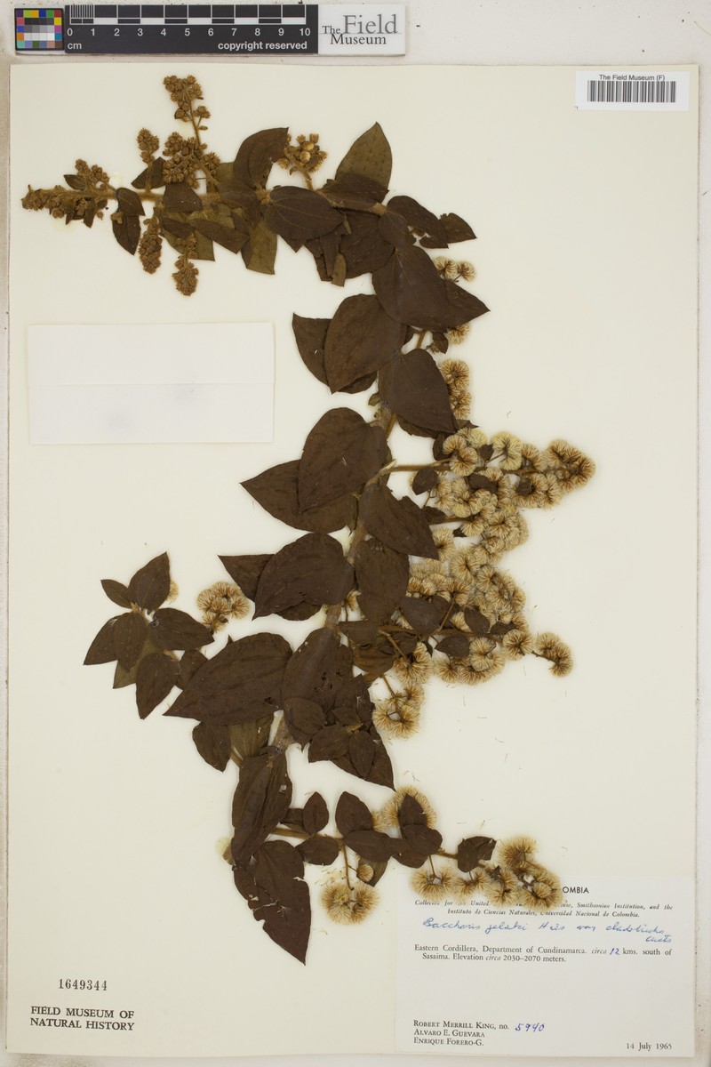 Baccharis decussata subsp. decussata photo 2