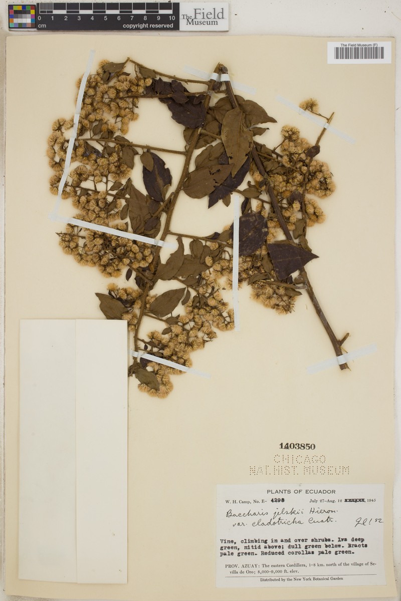 Baccharis decussata subsp. decussata photo 3
