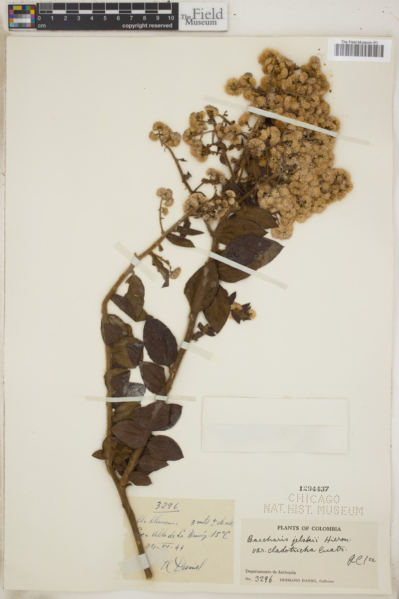 Baccharis decussata subsp. decussata photo 4