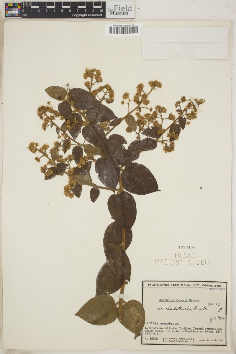 Baccharis decussata subsp. decussata photo 5