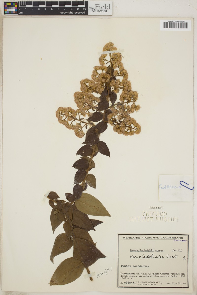 Baccharis decussata subsp. decussata photo 6