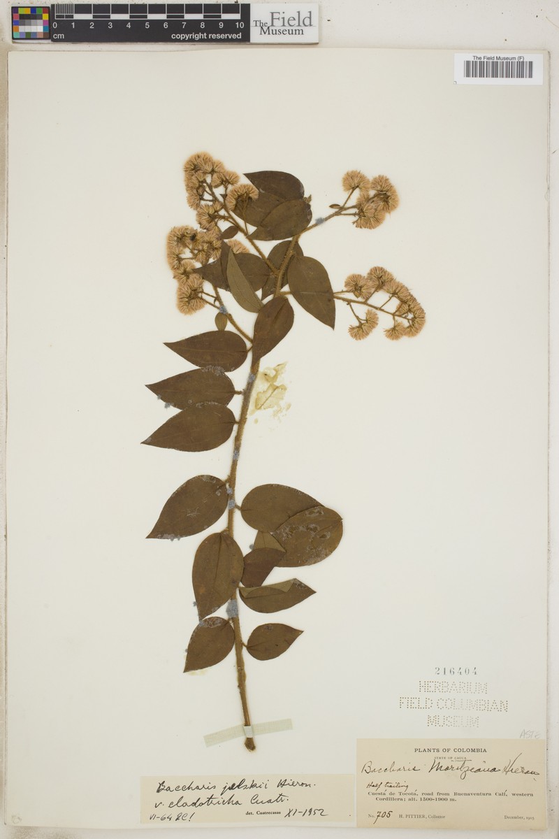 Baccharis decussata subsp. decussata photo 7