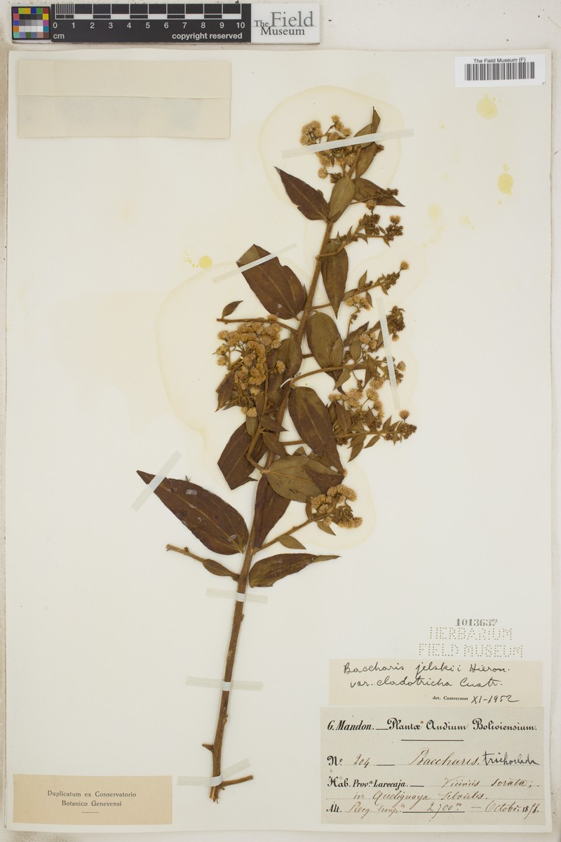 Baccharis decussata subsp. decussata photo 8