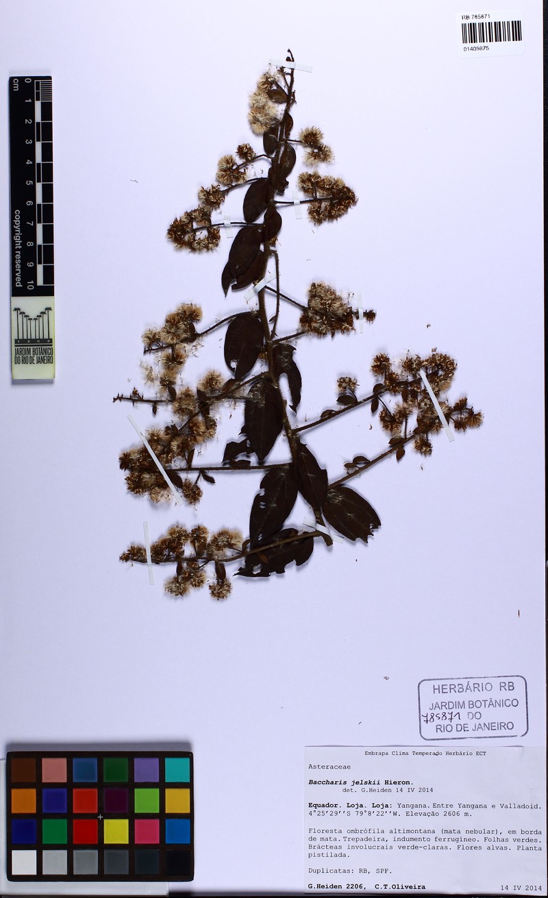 Baccharis decussata subsp. jelskii