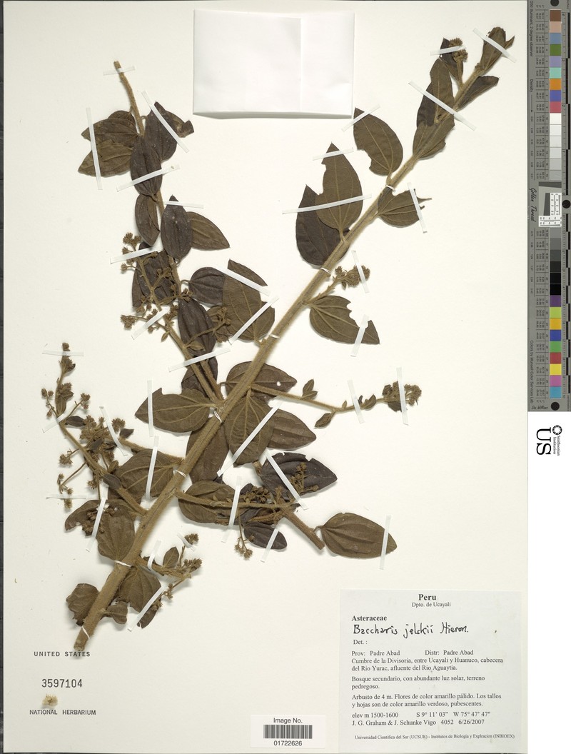 Baccharis decussata subsp. jelskii photo 2