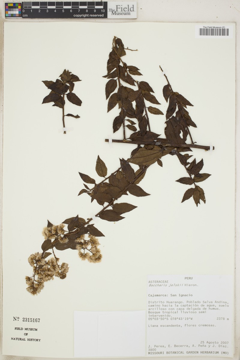 Baccharis decussata subsp. jelskii photo 3