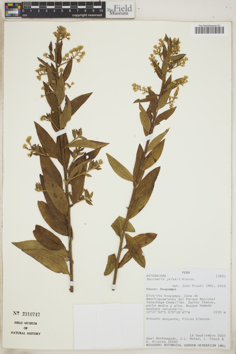Baccharis decussata subsp. jelskii photo 4