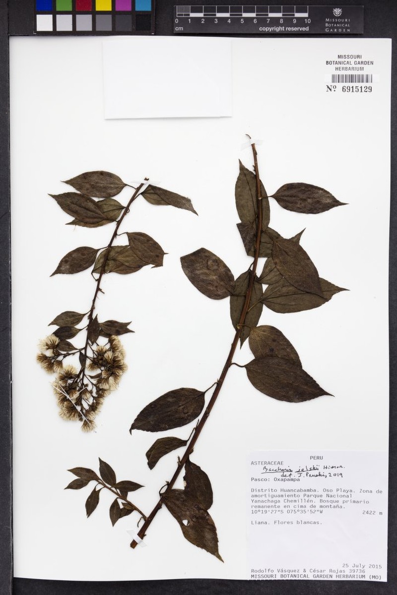 Baccharis decussata subsp. jelskii photo 5