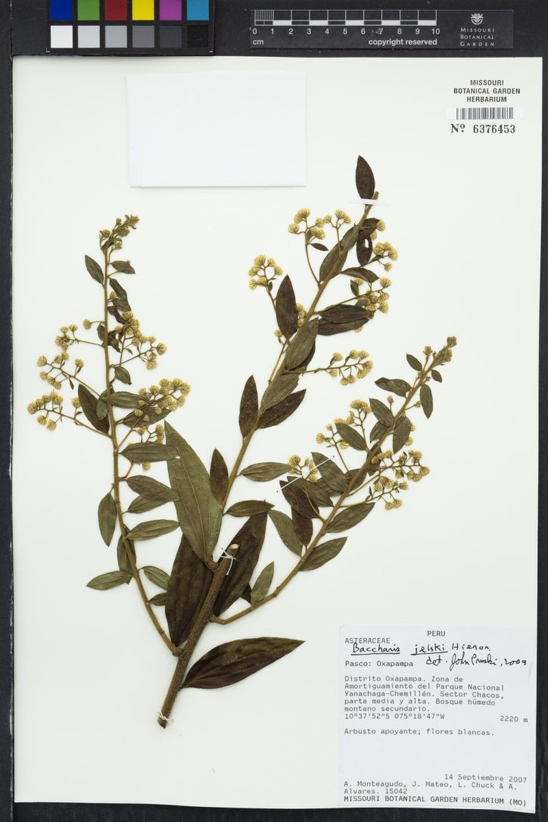 Baccharis decussata subsp. jelskii photo 7