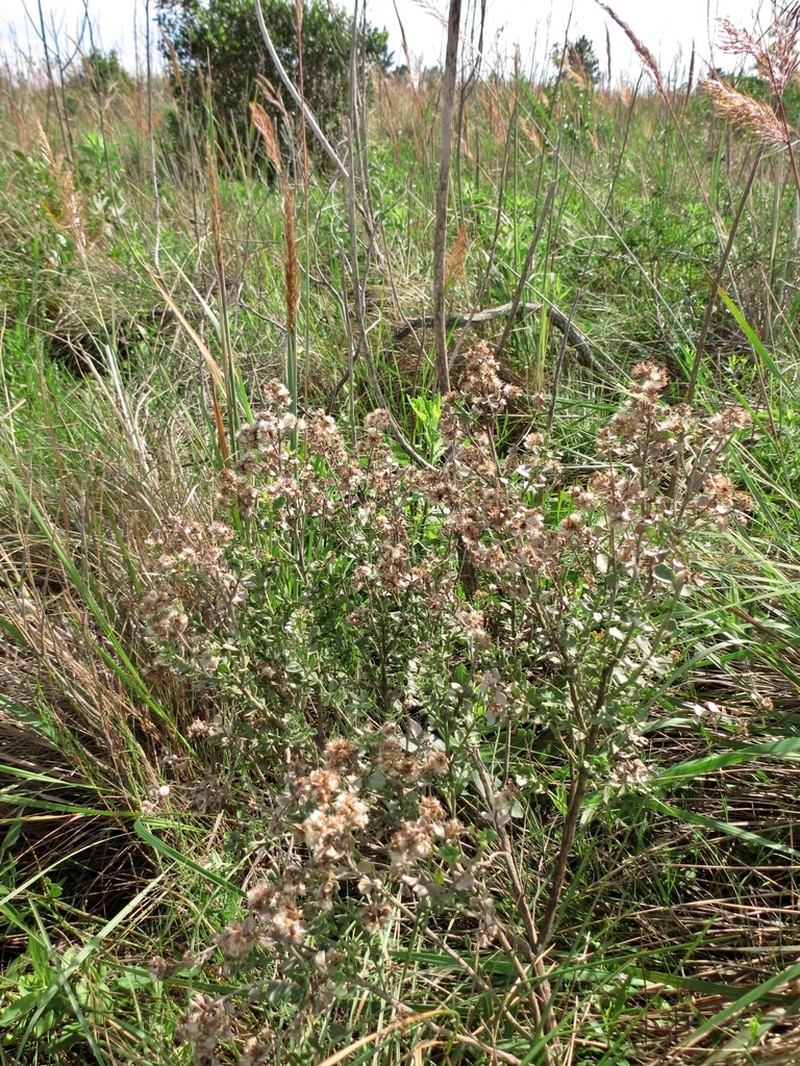 Baccharis deltoidea