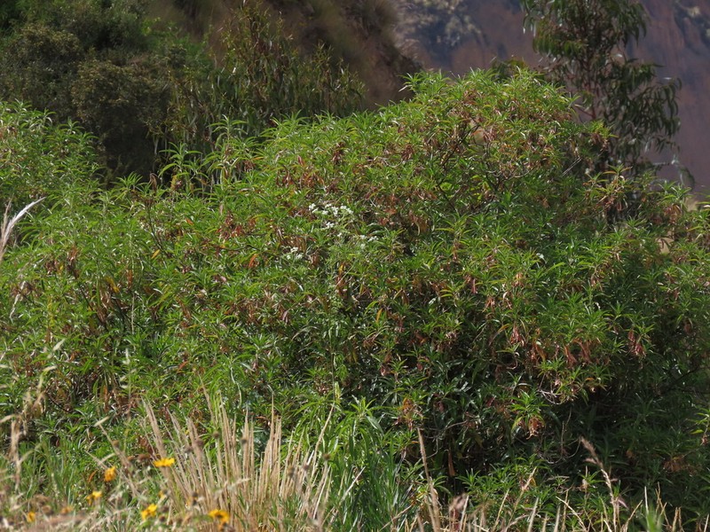 Baccharis densiflora