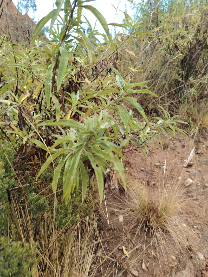 Baccharis densiflora photo 2