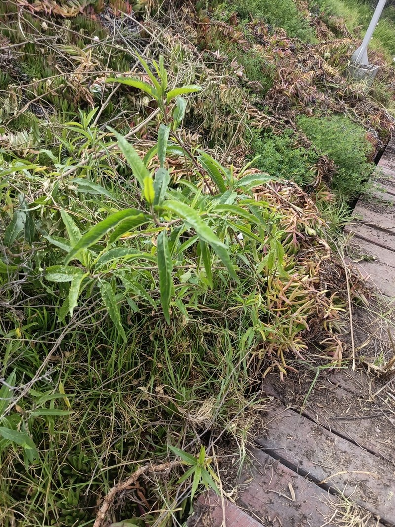Baccharis densiflora photo 3