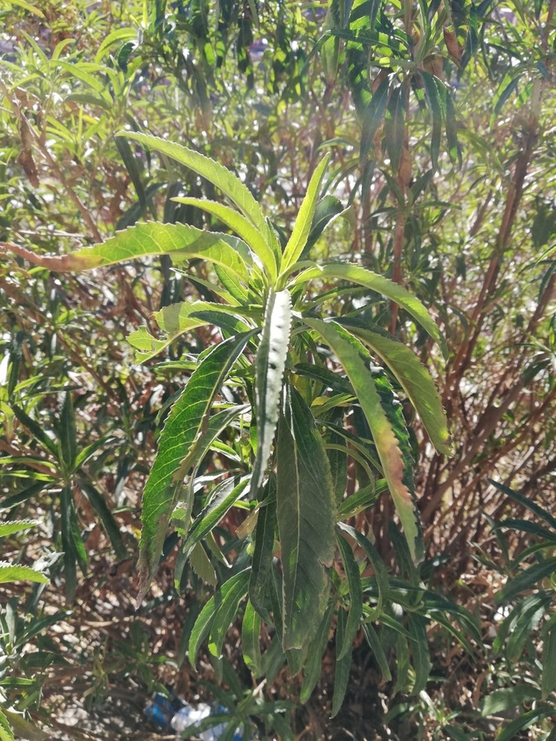 Baccharis densiflora photo 4