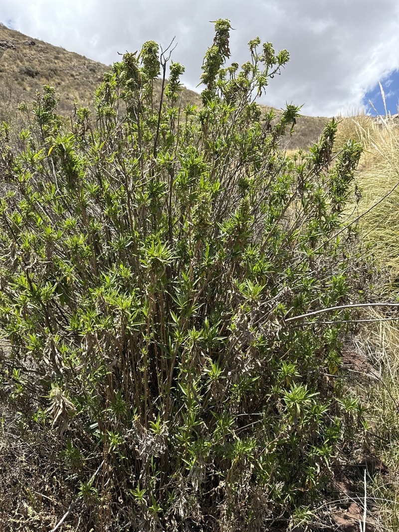 Baccharis densiflora photo 5