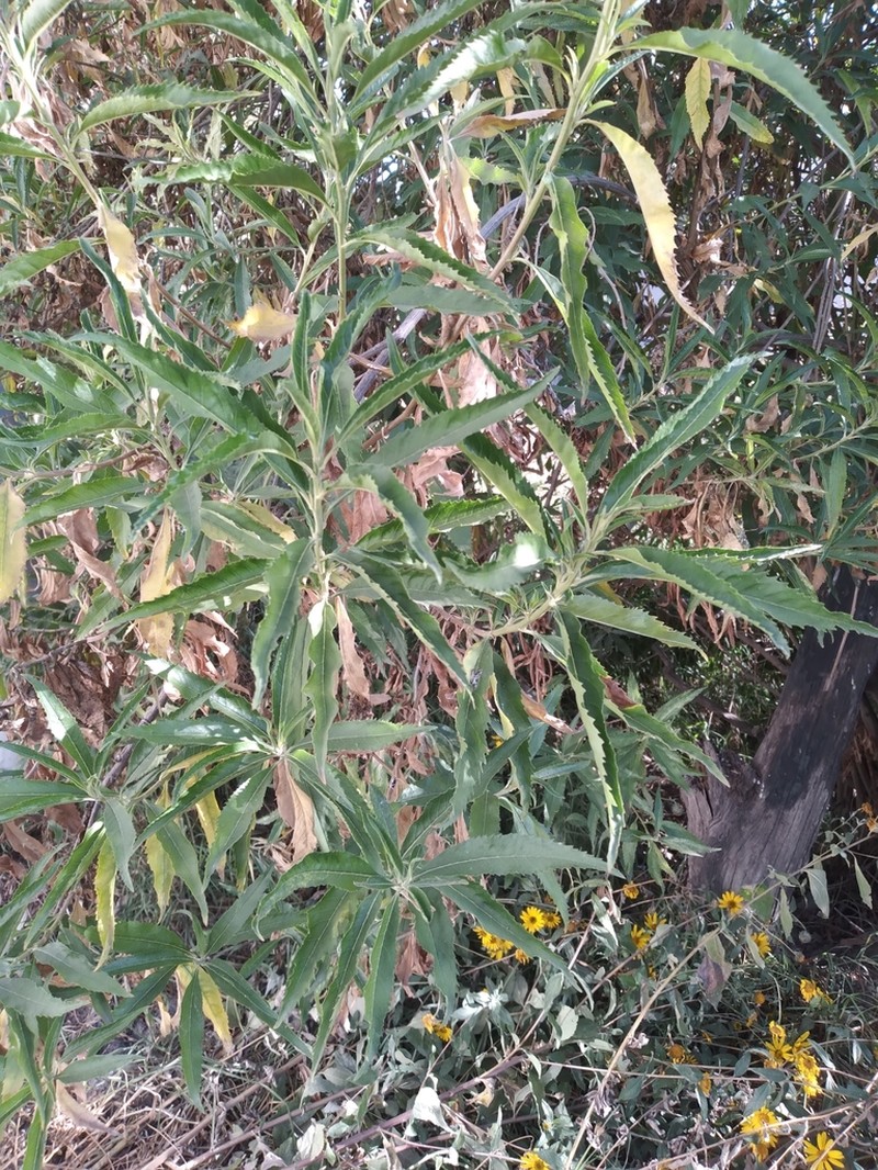 Baccharis densiflora photo 6