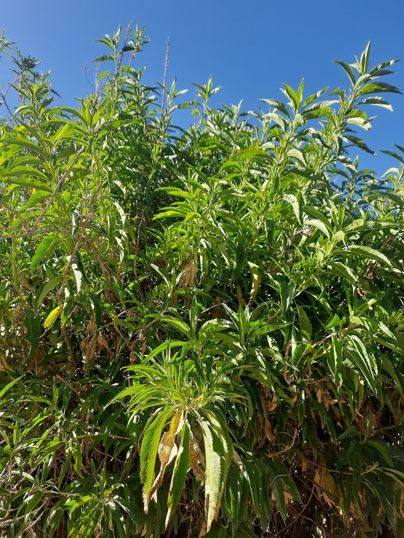 Baccharis densiflora photo 7