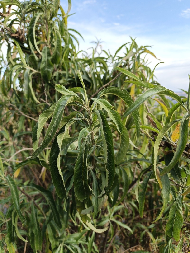 Baccharis densiflora photo 8