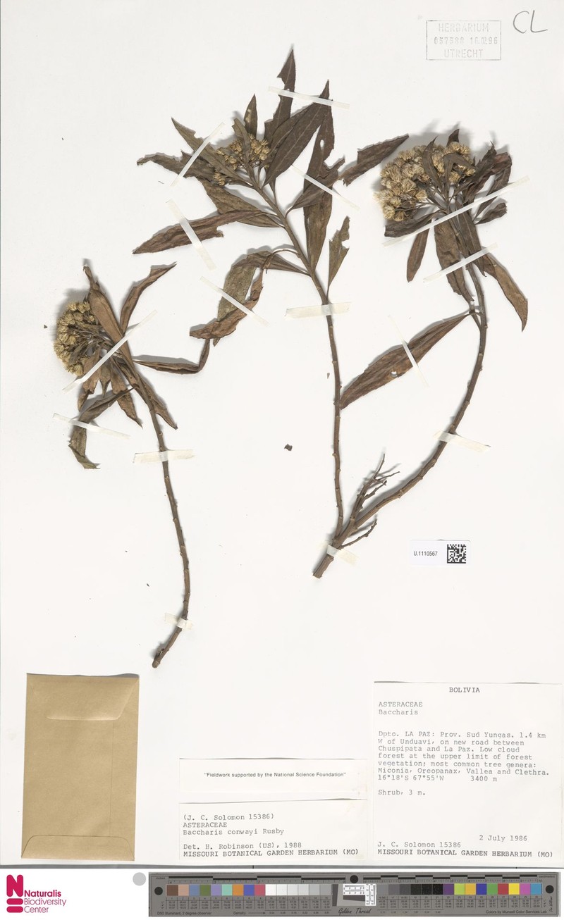 Baccharis densiflora subsp. densiflora