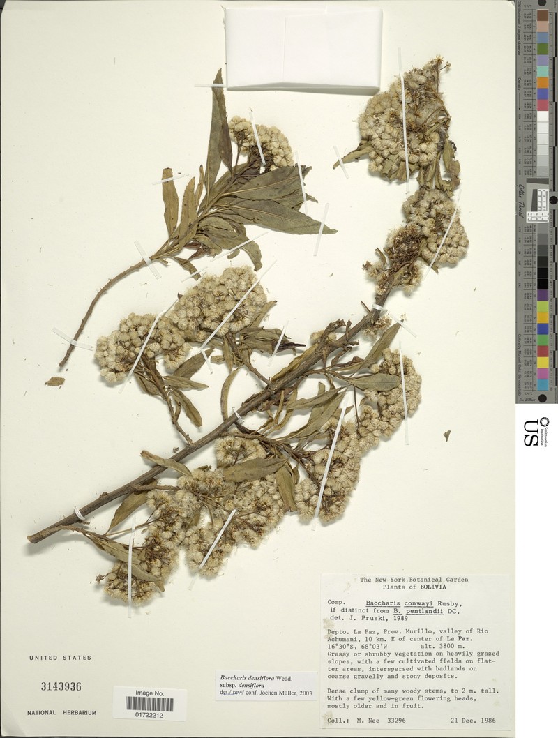 Baccharis densiflora subsp. densiflora photo 2