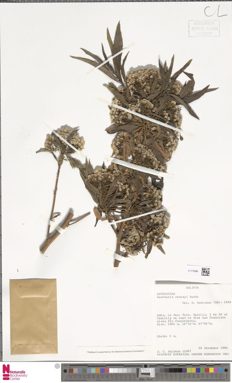 Baccharis densiflora subsp. densiflora photo 3