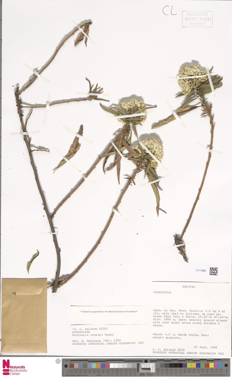 Baccharis densiflora subsp. densiflora photo 4