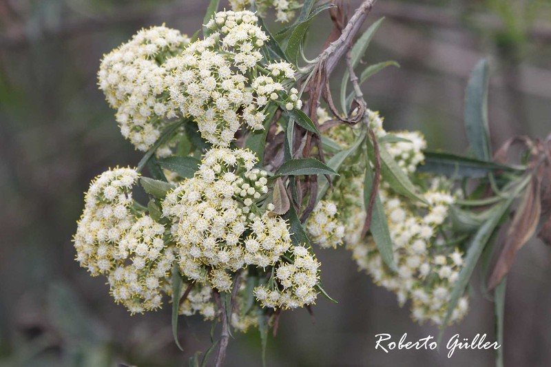 Baccharis densiflora subsp. perulata