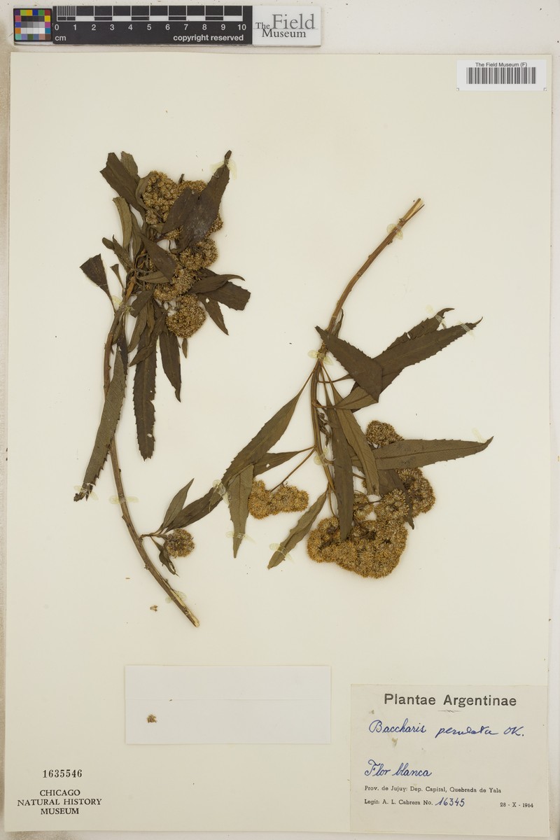 Baccharis densiflora subsp. perulata photo 2