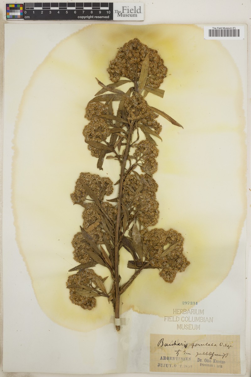 Baccharis densiflora subsp. perulata photo 3