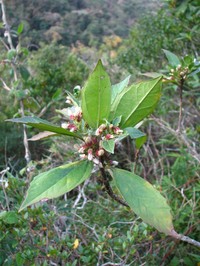 Baccharis dentata