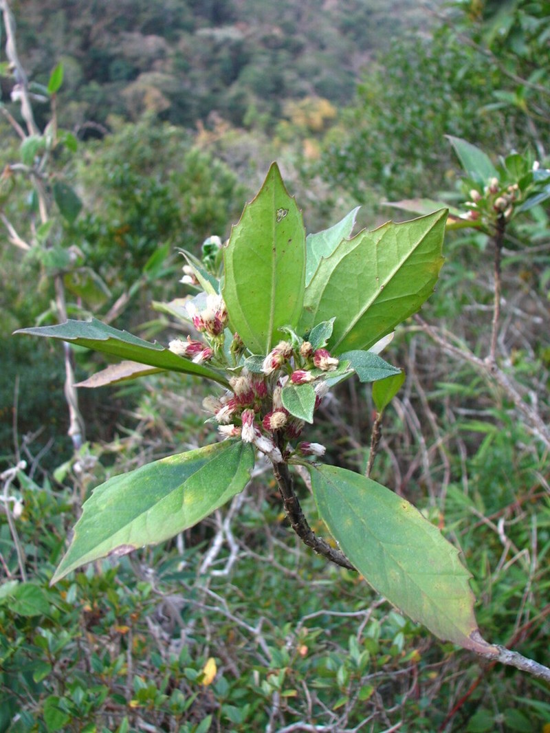 Baccharis dentata