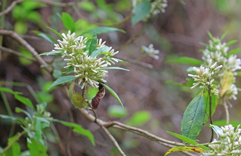 Baccharis dentata photo 2
