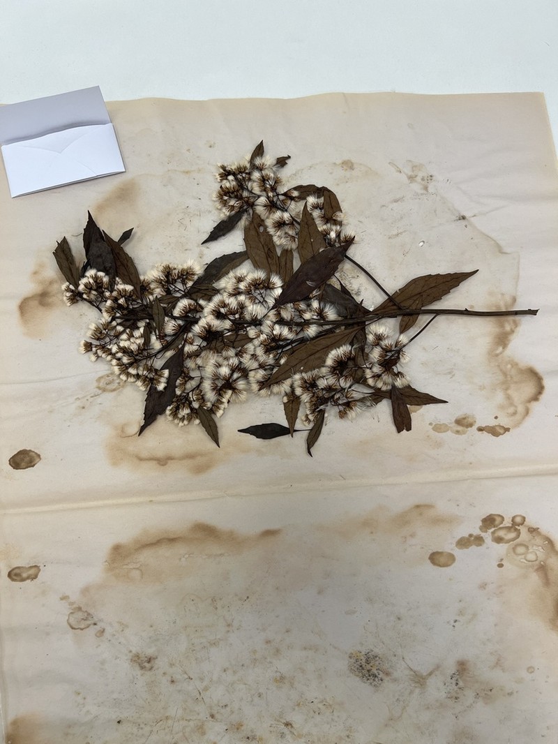 Baccharis dentata photo 4